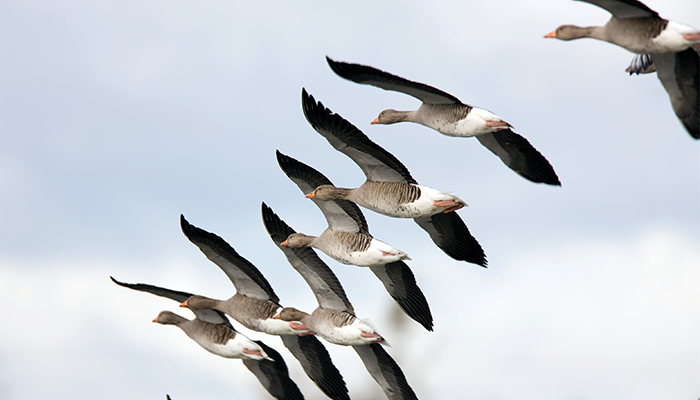 Migrate Toward First Rate Teamwork Migrate Toward First Rate Teamwork